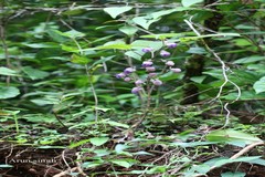 Nilgirianthus heyneanus